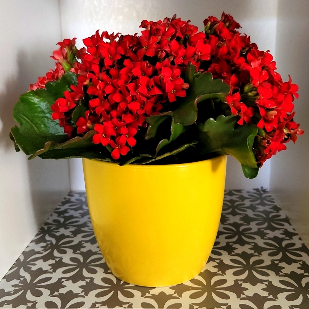 Ceramic plant holder